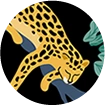 Collections: Jaguar